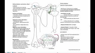 Articulations acromioclaviculaire et sternoclaviculaire [upl. by Lanos120]