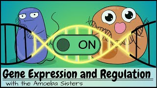 Gene Expression and Regulation [upl. by Adkins]