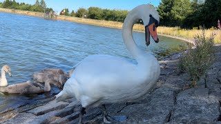 Beautiful Swan family of 9 at Clatto  Cygnets at 10 weeks old  All good hissers ❤️🦢 [upl. by Oriel]