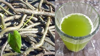 गिलोय का रस कैसे निकाले  How To Make Giloy Juice In Hindi [upl. by Nannek]