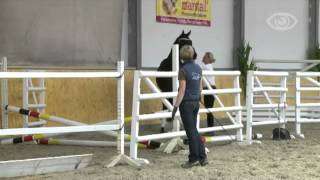 Lauries Crusador xxCaprimond stallion  2009 for sale [upl. by Ennaej]