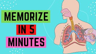 IGCSEGCSE Respiratory System  Memorize In 5 Minutes [upl. by Assirroc]