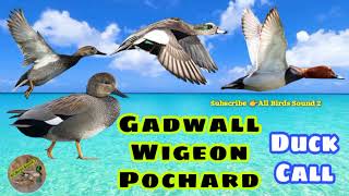 Gadwall  Wigeon Pochard Duck Hunting Call [upl. by Eamaj]