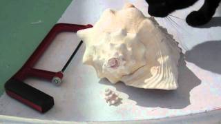 How to Make a Conch Shell Horn [upl. by Yelra]