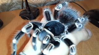 Acanthoscurria Geniculata handling Brazilian white knee tarantula HD [upl. by Alih811]