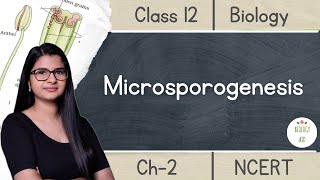 Class 12  Microsporogenesis  NCERT Hindi [upl. by Castro]