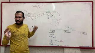 Trigeminal Nerve  Somatic sensations from Head [upl. by Ehman]