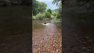 My Dog happy playing fetch on river [upl. by Hildick167]