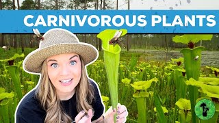 Carnivorous Plants  Environmental Adaptations [upl. by Pretrice]