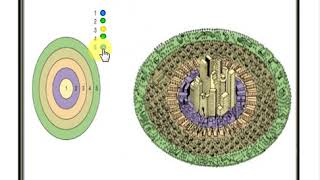 Concentric Zone Theory [upl. by Rema]