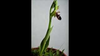 Orchid TimeLapse Growing [upl. by Htidra]