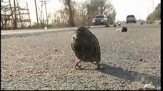 100s dead birds fall from sky in US and Sweden [upl. by Kenna]