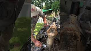 106 Year Old Galapagos Tortoise 🐢 😱 [upl. by Delaryd]