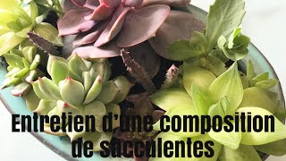 🌵Update et entretien dun jardin de plantes Succulentes 🌵  JARDIN DE SUCCULENTES [upl. by Camella]