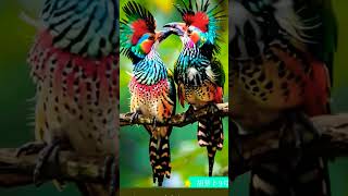 Nature Birds Chirping nature music birds [upl. by Tsepmet]