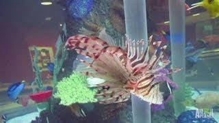 Cowfish Restaurant Custom Aquarium  Tanked [upl. by Kciremed]