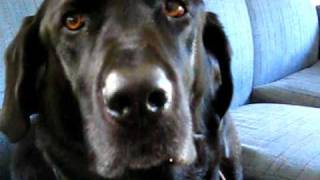 Cute black lab talking [upl. by Aivatra]