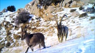 Bezoar Goats in Caucasus Wildlife Reserve  Armenia [upl. by Cox]