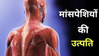 मांसपेशियों का निर्माण कैसे होता है  origin of muscles  myogenesis [upl. by Adrian52]