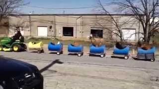 Hilarious Dog Train Fun For Kids to Watch in Fort Worth [upl. by Yeclek]