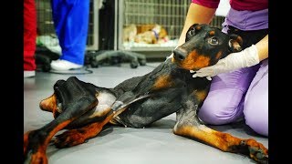 Increíble recuperación de perrita encontrada en un vertedero con la columna partida [upl. by Hpeseoj]