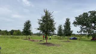 20 Live Oak Trees InstalledLive Oak Trees For Sale in FloridaBuy Large Live Oak Trees in Lakeland [upl. by Atrahc]