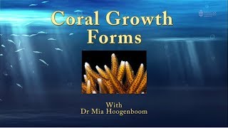 Introduction to coral growth forms  JCU Classroom on the Reef [upl. by Sueaddaht645]