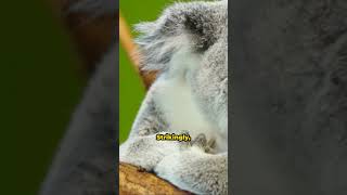 Behind the Leaves Koalas Surprising Love Affair with Eucalyptus [upl. by Thamos]