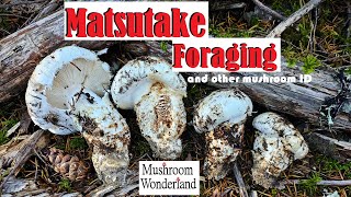 Matsutake Foraging and Habitat and other mushroom ID [upl. by Linden]