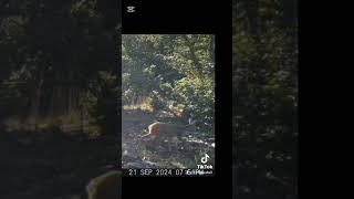 KARACA CAPREOLUS CAPREOLUS karaca wildlife animals remix shortvideo SHORT HASTANG [upl. by Hilda90]