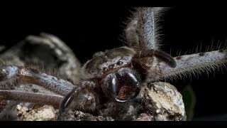 brutal Phalangeriformes Giant huntsman spider eating pygmy possum [upl. by Amikahs]