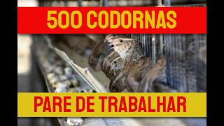 QUAL LUCRO DE 500 CODORNAS [upl. by Okoyk584]