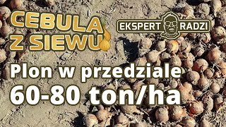 Cebula z siewu plonuje w granicach 6080 tonha  Piotr Borczyński [upl. by Kristoforo917]