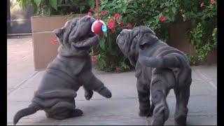 Cachorros shar pei¿ quien lo atrapa [upl. by Rosa]