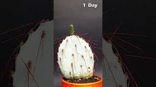 Cactus Growing TimeLapse [upl. by Bruyn557]