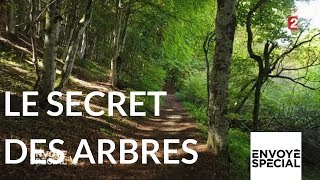 Envoyé spécial Le secret des arbres  26 octobre 2017 France 2 [upl. by Sherrod]