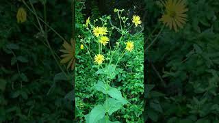 Cup Plant Silphium perfoliatum in Sunflower Family Asteraceae  Observed in Description [upl. by Hauge]