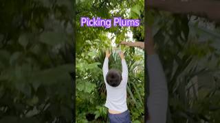 Family Fun Bennett Helps Mommy and Daddy Pick Fresh Plums [upl. by Estrin847]