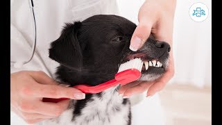 DOG TEETH CLEANING at Home how to REMOVE TARTAR from dogs [upl. by Goer519]