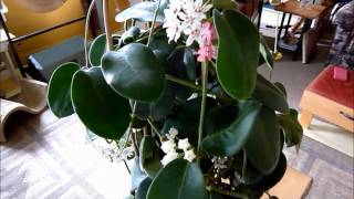 A Visit with Hoya calycina [upl. by Pember]