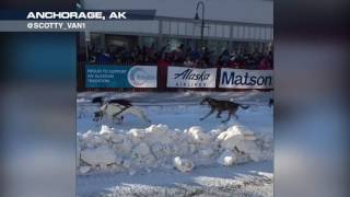 IDITAROD race kicks off on Saturday in Anchorage AK [upl. by Dahc758]