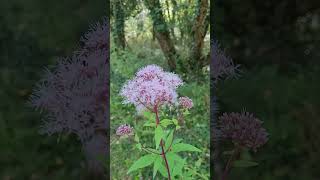 Eupatoire à Feuilles de Chanvre Super Antigrippal  Hemp agrimony Super Antiflu [upl. by Matless]