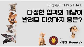 이것저것  This amp That 다정한 성격의 개냥이 반려묘 다섯가지 종은 [upl. by Bilak807]