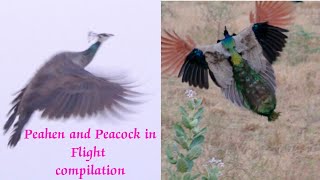 Peacocks and Peahens in flight compilation  Peacock and Peahen flying [upl. by Vada]