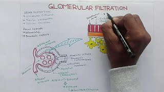 Glomerular Filtration GFR and Factors Affecting Glomerular Filtration RateGFR [upl. by Yelsew645]