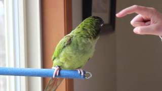 Kiwi the Blue Crown Conure Talking [upl. by Fruma]