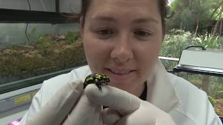 Breeding Southern Corroboree Frogs [upl. by Neeoma]