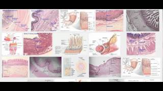 Histology of mucosa submucosa muscularis serosa [upl. by O'Doneven958]