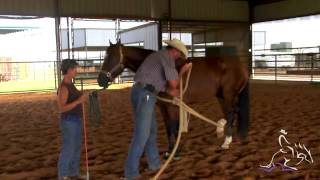 Horse Training  Teach a Horse to Hold Its Back Leg Up With Pete Kyle [upl. by Macguiness516]