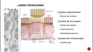 Tecidos epiteliais  parte 4 [upl. by Nitas]